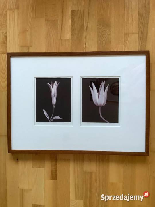 Ikea obraz drewniana rama tulipany kwiaty szkło beżowy Oświęcim