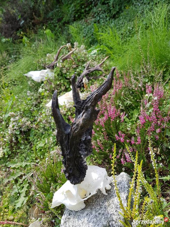 PAROSTKI REKORD ŚWIATA Orzesze