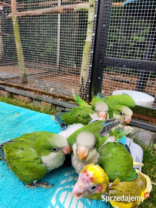 Sprzedam mniche nizinną ręcznie karmioną