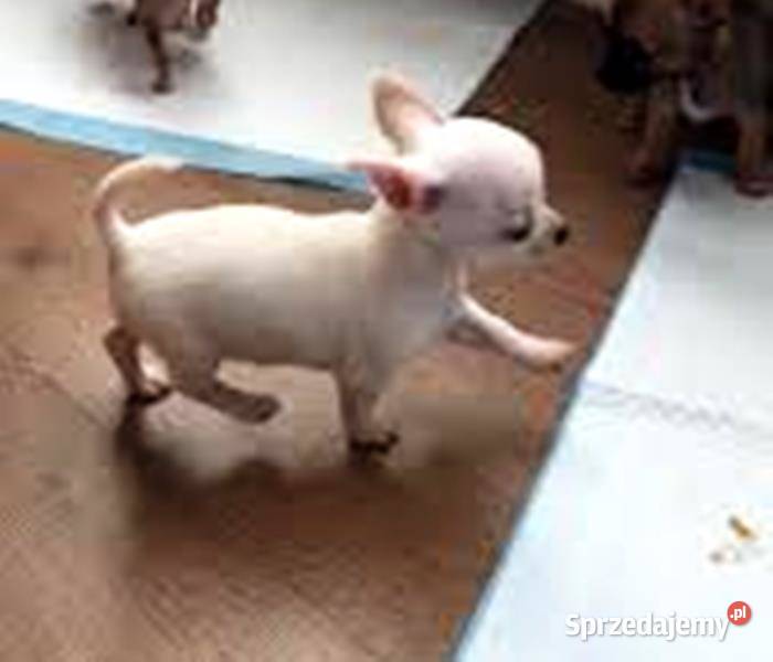 Chihuahua szczeniaki Jasienica Dolna sprzedam