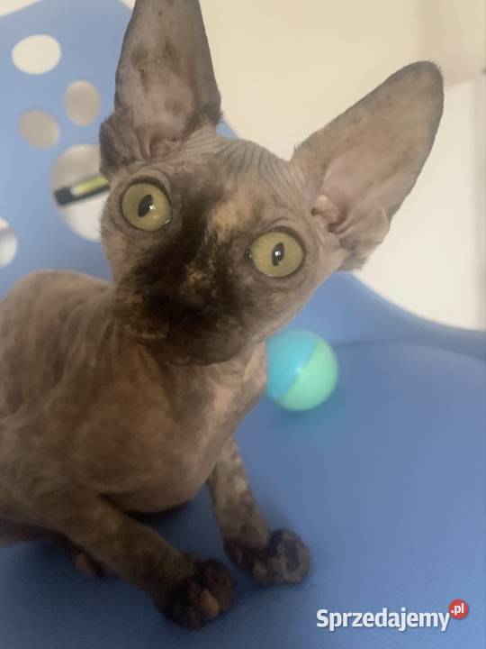 Sfinks Kanadyjski Koteczka do odbioru Rodowód Sfinks Leszno