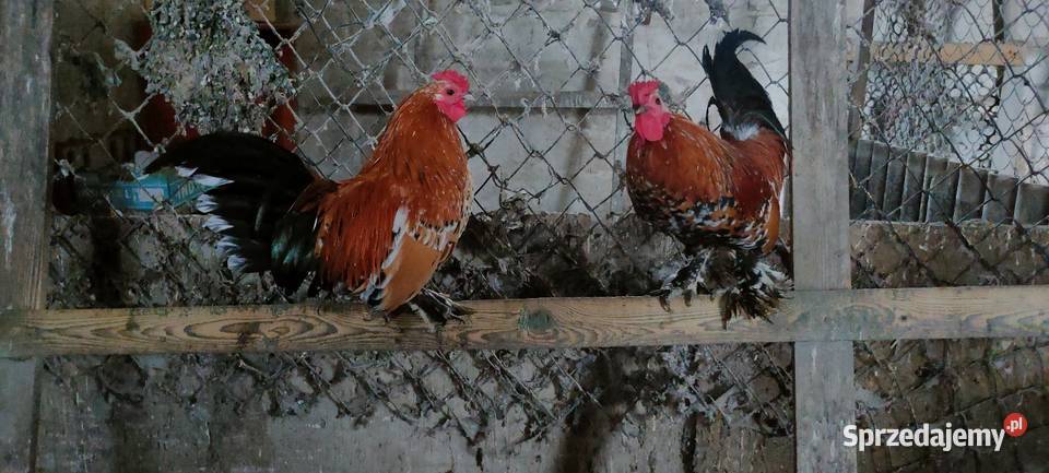 Koguty z 25 roku Ptaki