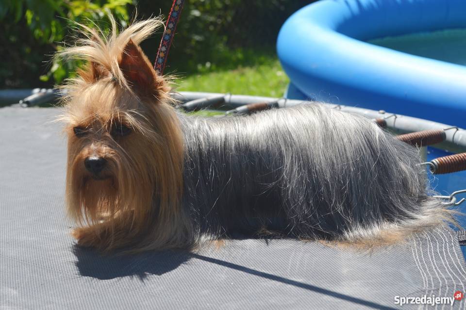 Prześliczny piesek rasy York z rodowodem FCI Gorlice