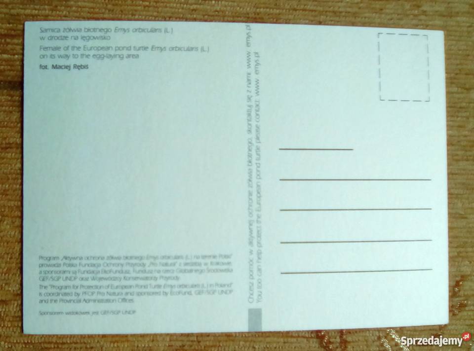 SAMICA ŻÓŁWIA BŁOTNEGO W DRODZE NA LĘGOWISKO Piszczac sprzedam