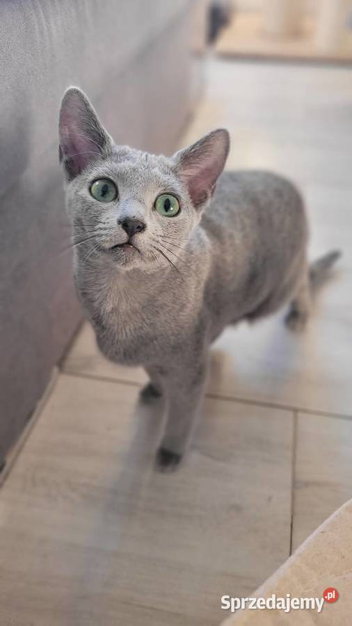 Kocięta rosyjskie niebieskie Legionowo