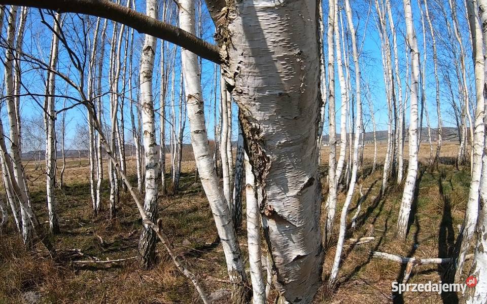Sok z brzozy pobierany na bieżąco Lębork