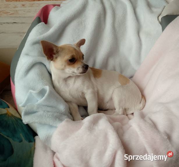 Chihuahua dziewczynka małopolskie Dąbrowa Tarnowska