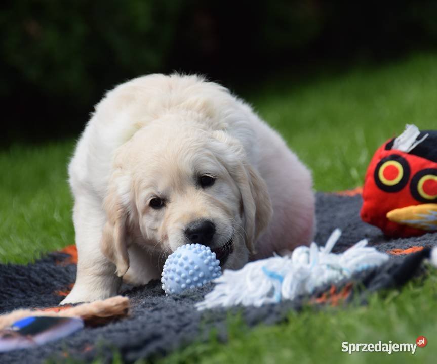 Szczenięta Golden Retriever ZKWP FCI Łochów sprzedam