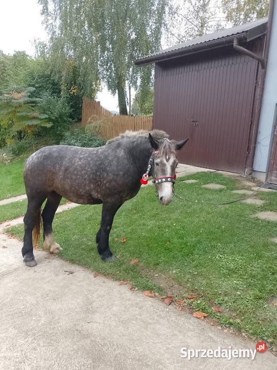 Klacz zimnokrwista Konie małopolskie Biecz