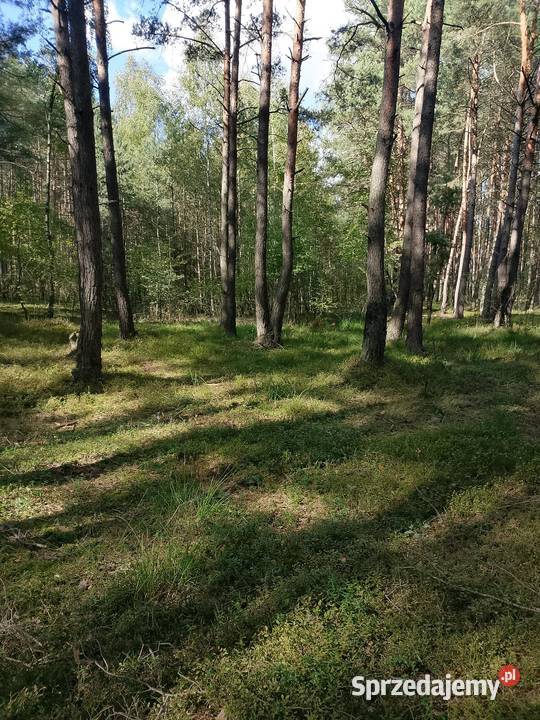 Działka rolna rekreacyjna budowlana Podwody-Kolonia
