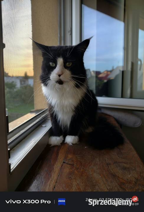 Maine COON rodowód FPL Maine Coon Bytom Odrzański sprzedam