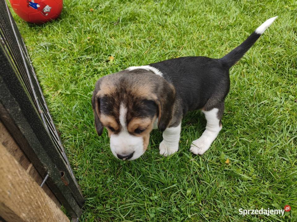 szczeniak pies Beagle rodowód podlaskie Bielsk Podlaski