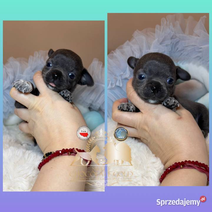 Chihuahua piesek krótkowłosy niebieski Blue Bełchatów