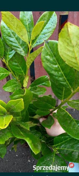 Laurowiśnia 80 WYPRZEDAŻ Jarosław