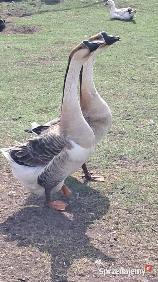 Zamienię opolskie Miedziana