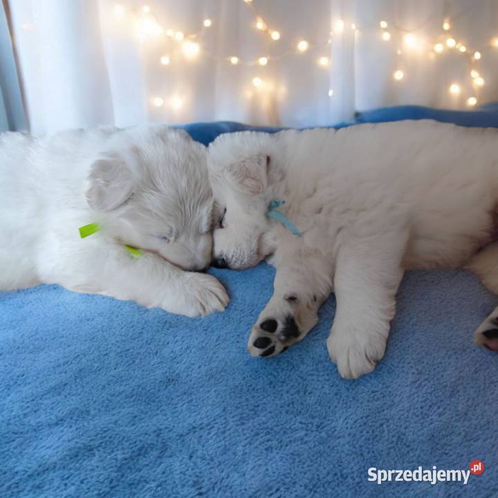 Biały Owczarek Szwajcarski ZKwP FCI szczenieta mazowieckie