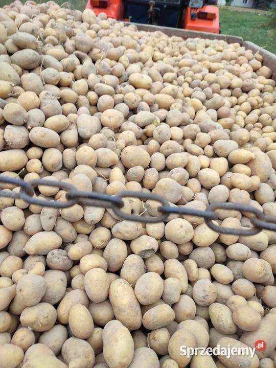 Ziemniaki IRYS Jadalne Polskie Prosto z Pola Tarzymiechy Trzecie