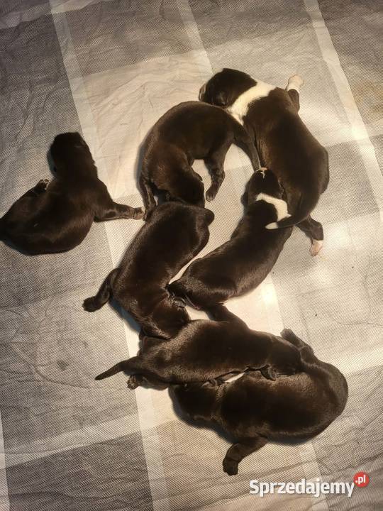 Owczarek Środkowoazjatycki zapowiedź miotu