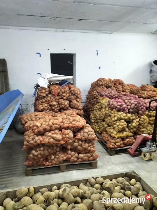 Ziemniaki SADZENIAKI Soraya Sędziszów sprzedam