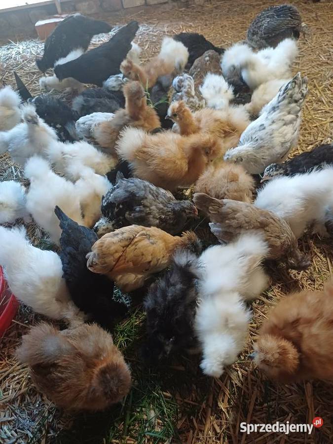 Silki kochiny czubatki opolskie Niemodlin sprzedam
