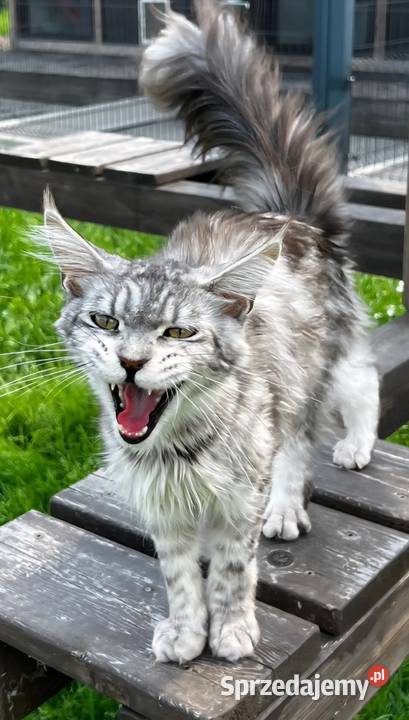 Maine coon kotka hodowlana Kęty sprzedam