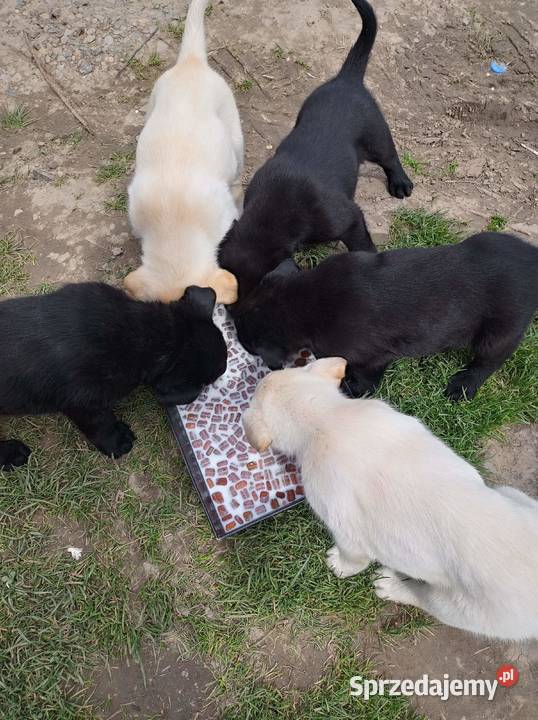 Szczeniaki LabradorHusky Zakliczyn sprzedam