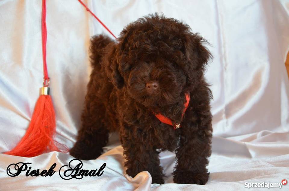 HAWAŃCZYK pieski suczki z rodowodem czekoladowe wielkopolskie Ostrzeszów