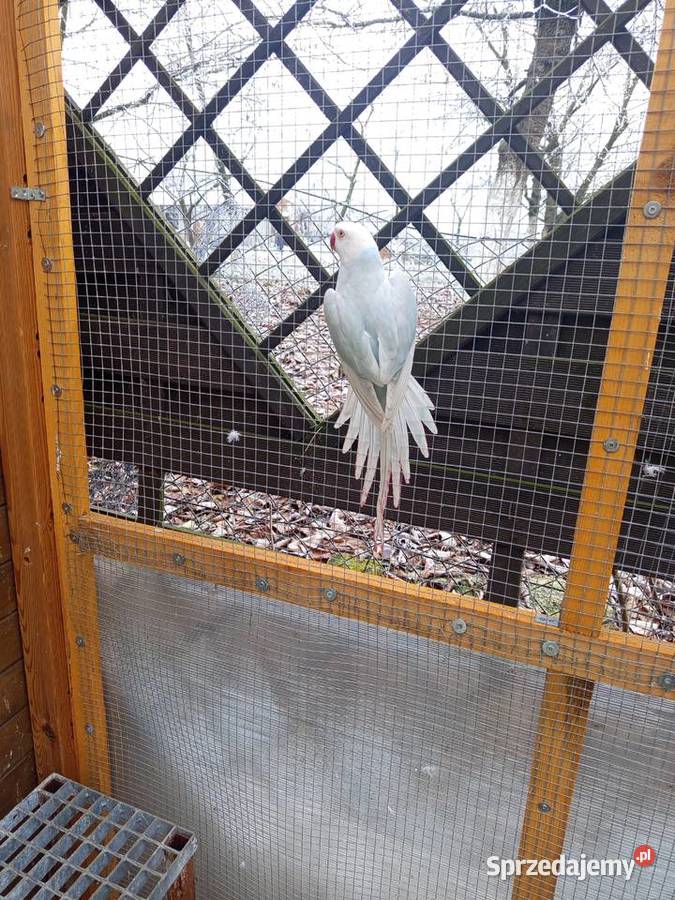 Aleksandretty samice 2024 Środa Wielkopolska