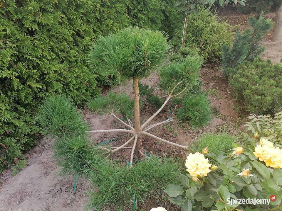 Bonsai Pudliszki sprzedam
