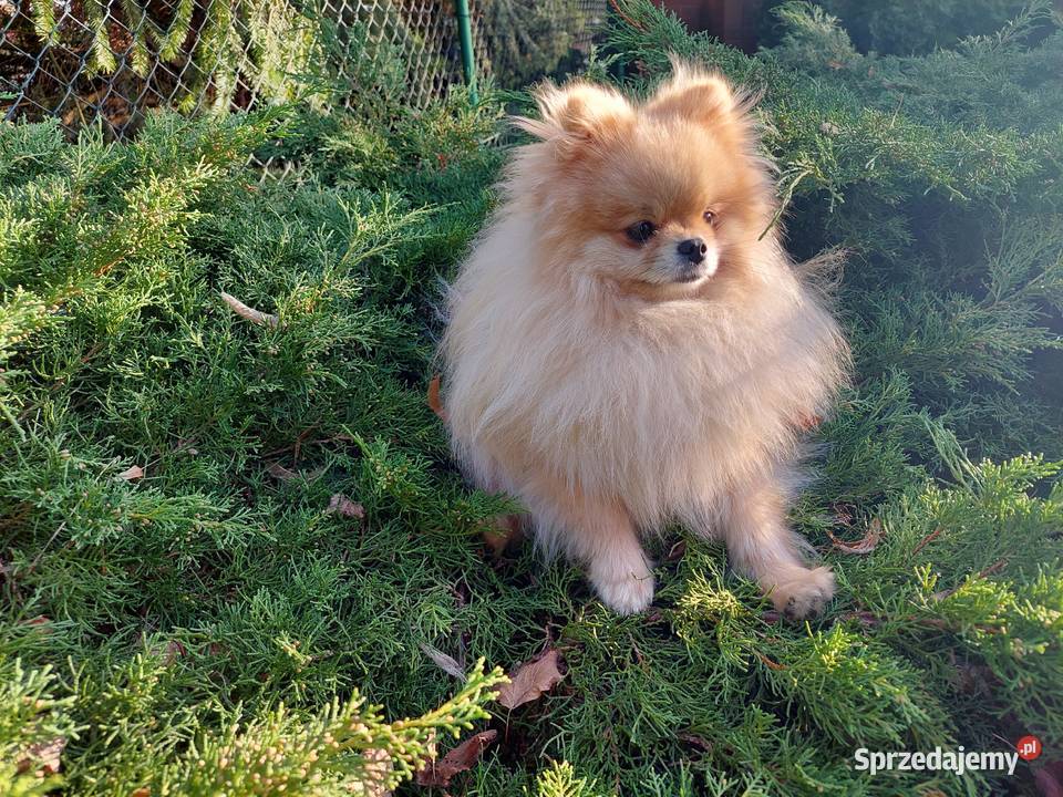 Pomeranian FCI szpic miniaturowy Szpic miniaturowy sprzedam