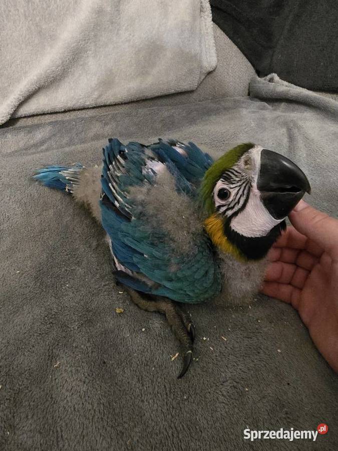 Ara ararauna Gryfino