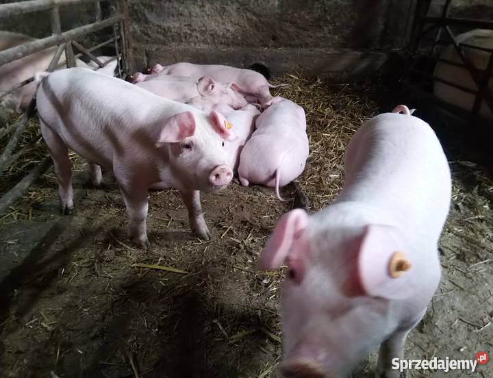 Sprzedam prosięta Marynin sprzedam
