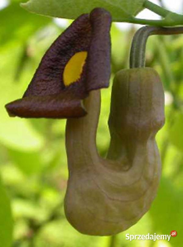 KOKORNAK MANDŻURSKI Aristolochia sadzonki w Ustronie