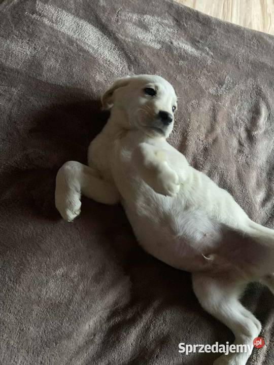 Labrador szczeniaki sprzedam
