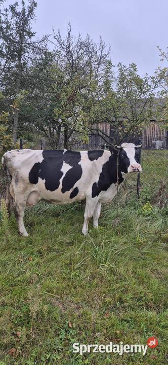 Krowa mleczna Bydło Marianów