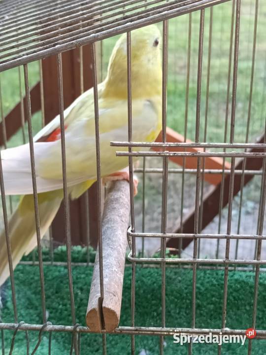 Sprzedam papugi Pleszew