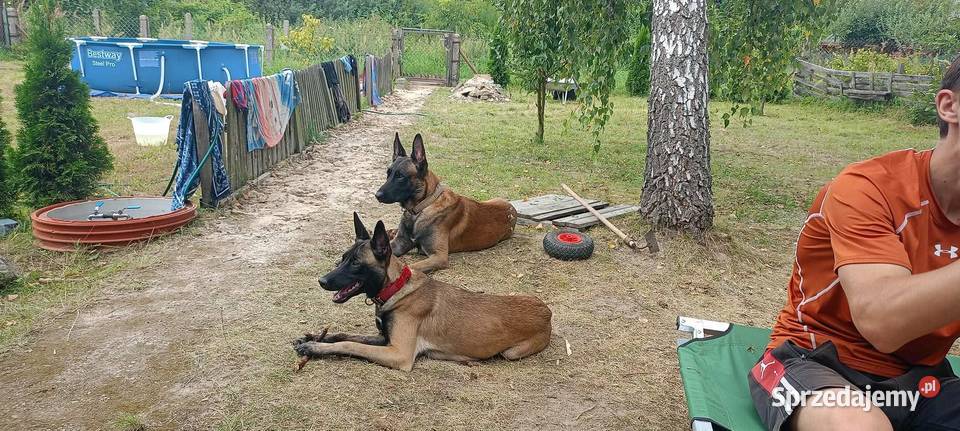 owczarki belgijskie mazowieckie Pruszków