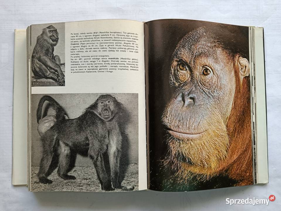 Wielki Atlas Zwierząt Ptaków Ryb Roślin i Owadów Rok wydania 1972 Gdynia sprzedam