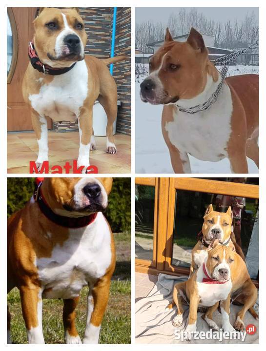 Szczenięta Amstaff american staffordshire Wyszków