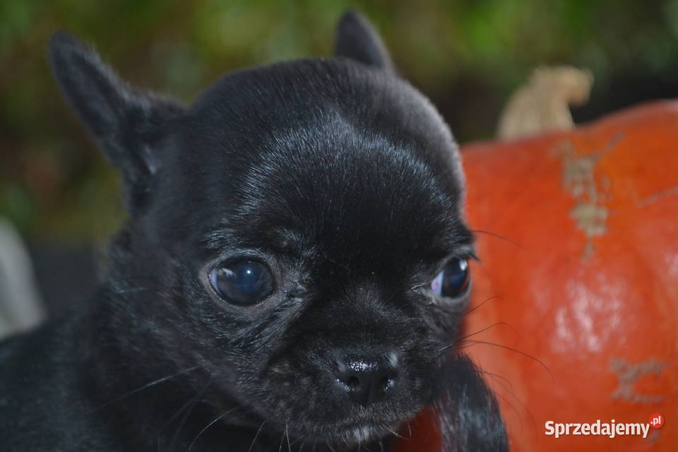CHIHUAHUA ŚLICZNA CZARNA SUNIA MAMBA Warszawa