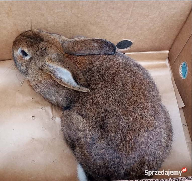 Królik dorosły samiec