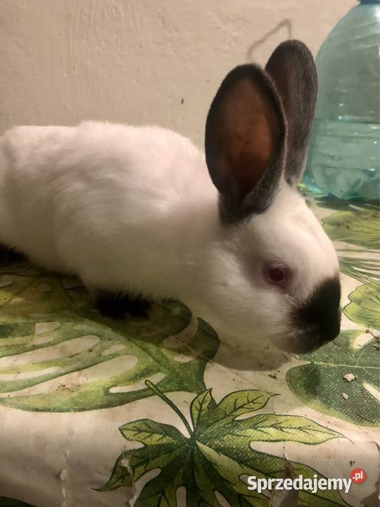 Krolik Kalifornia Puńców