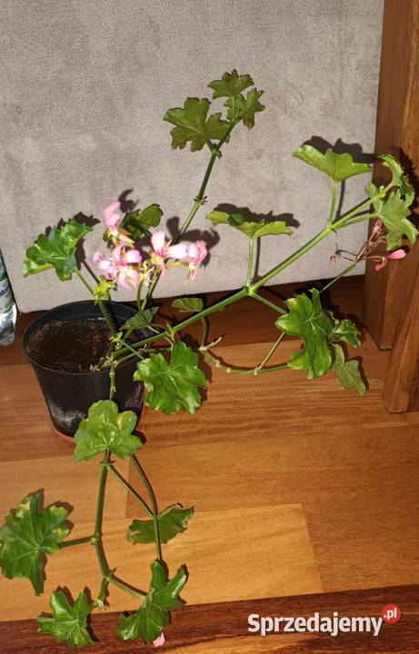 Duża pelargonia bluszczolistna kwitnąca mazowieckie Warszawa
