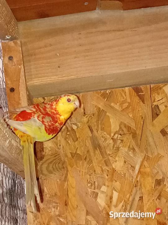 Samiec świergotki seledynowej 2025r Sędziszów Małopolski