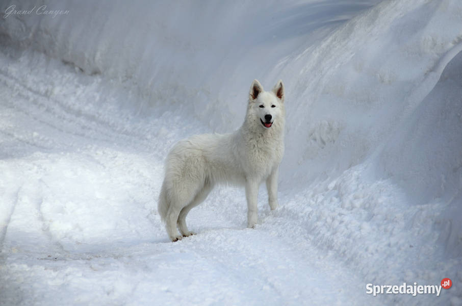 Biały Owczarek Szwajcarski długowłose szczenięta Zwierzęta Skała sprzedam