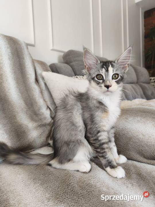 Adele kotka Maine coon Lipa