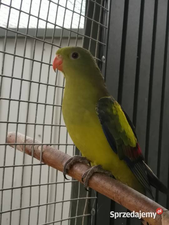 papuga górska para Nowe