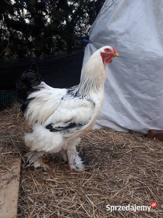 Koguty ozdobne brahma olbrzymia gronostajowa Ostropole
