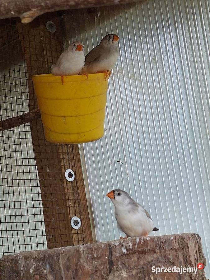 Zeberki młode Szubin sprzedam