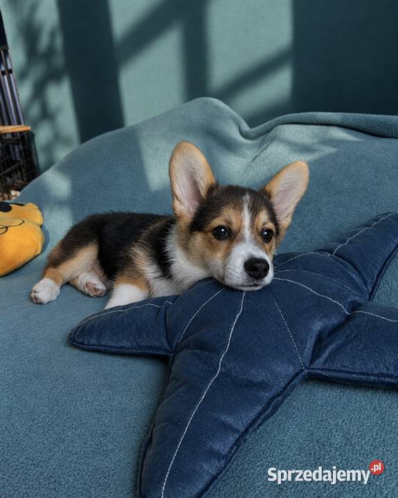 Welsh Corgi Pembroke Dziewczynka Kraków sprzedam